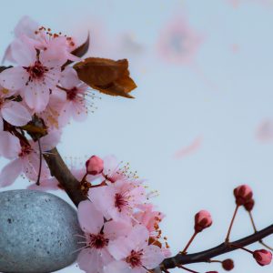 Justine VIEVILLE_Fleurs de cerisier