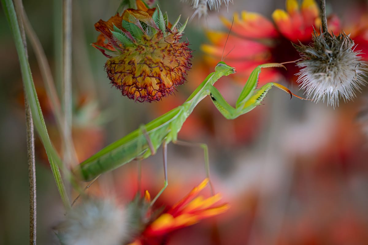 Luc SCHROLL_Diaporama_3_0009