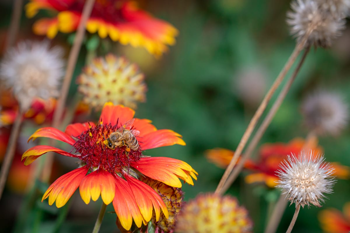 Luc SCHROLL_Diaporama_3_0010