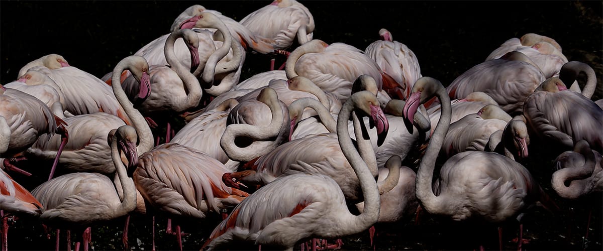 Carlo RUGGERI_Diaporama_1063486